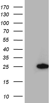 RGS10 Antibody