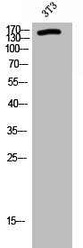RGS12 Antibody