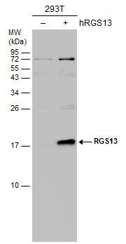 RGS13 antibody