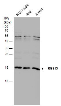 RGS13 antibody