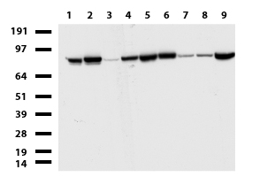 RGS17 Antibody