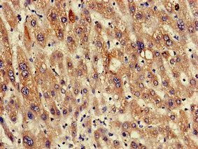 RGS19 Antibody