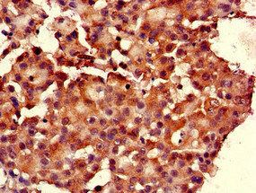RGS19 Antibody