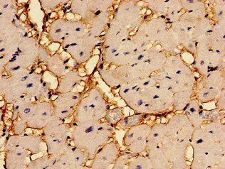 RGS2 Antibody
