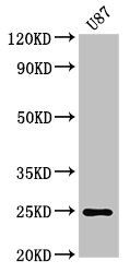 RGS2 Antibody