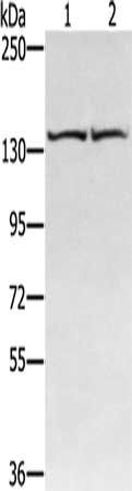 RGS22 antibody