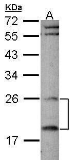 regulator of G protein signaling 4 Antibody