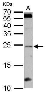 regulator of G protein signaling 4 Antibody