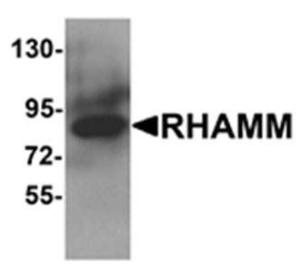 RHAMM Rabbit Polyclonal Antibody