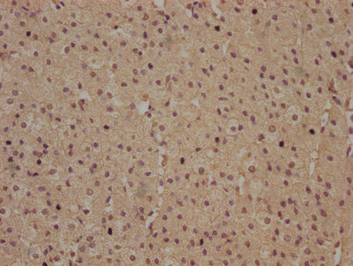 RHBDD3 Antibody