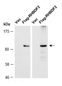 RHBDF2 antibody