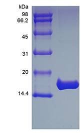 Rhesus Macaque IL1 beta protein