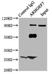 Rho guanine nucleotide exchange factor 7 antibody