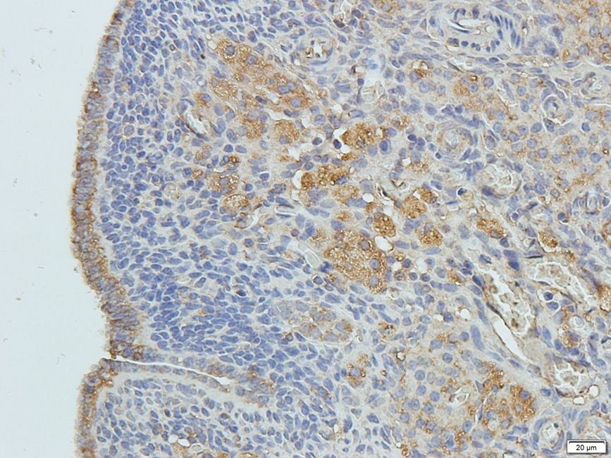 Rho guanine nucleotide exchange factor 7 antibody