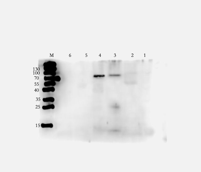 Rho guanine nucleotide exchange factor 7 antibody