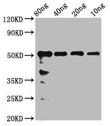 rhoaa Antibody