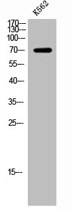 RHOBTB3 Antibody