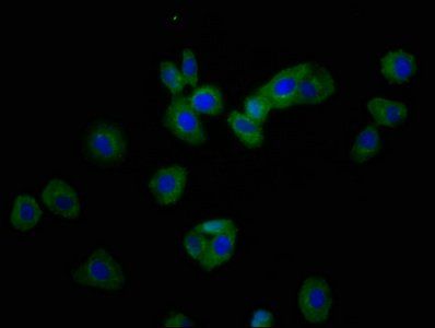 RHOU Antibody
