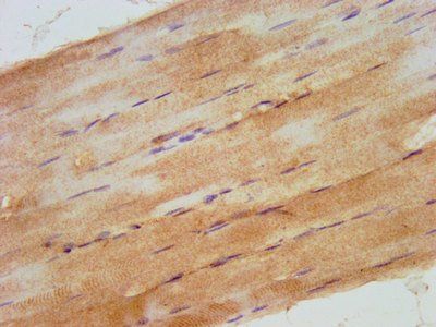 RHOU Antibody