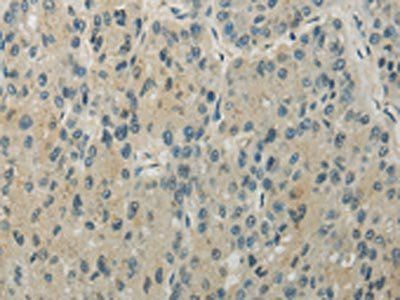 RHOU Antibody