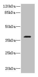 RIBC2 antibody
