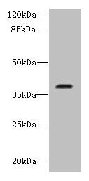 RIBC2 Antibody