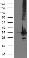 RNH1 Antibody