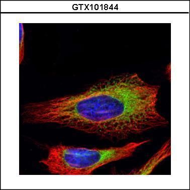 Ribosome binding protein 1 antibody [C3], C-term