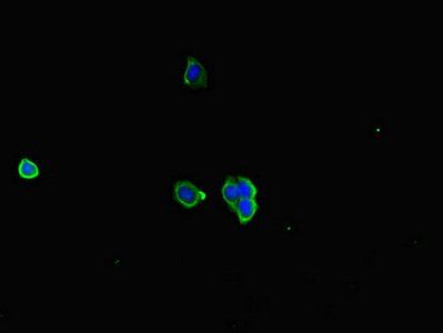 RIC1 Antibody