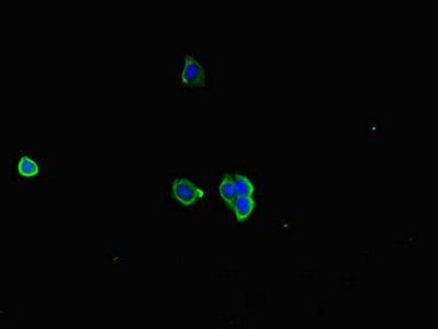 RIC1 antibody