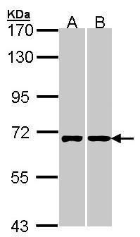 RIC8 guanine nucleotide exchange factor A Antibody