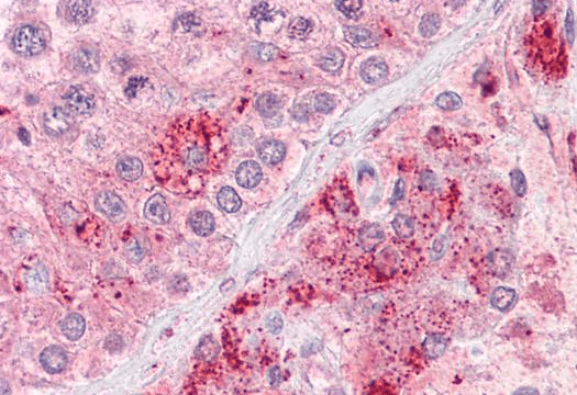 Goat anti-RIF1 (aa 2076-2089) Antibody