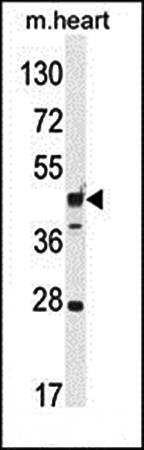 RILPL1 antibody