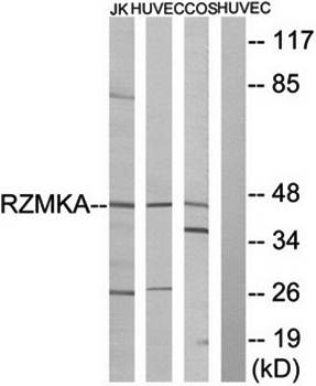 RIMKA Antibody