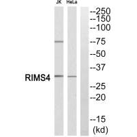 RIMS4 antibody