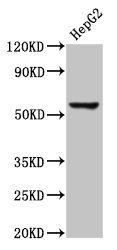 RIPK3 Antibody
