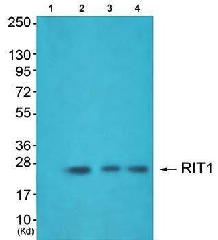 RIT1 antibody