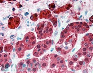 Goat anti-PEBP1 / RKIP (Internal) Antibody