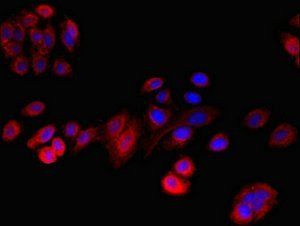 RLBP1 antibody