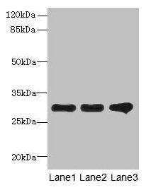 RMDN1 Antibody