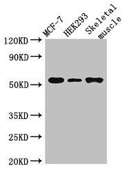 RMND1 antibody