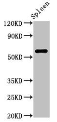 RNA-binding motif protein antibody