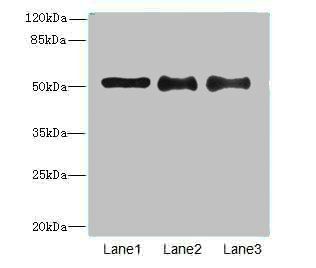 RNA-binding motif protein antibody