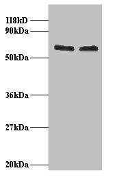 RNA-binding protein FUS antibody