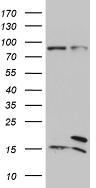RNASE11 Antibody