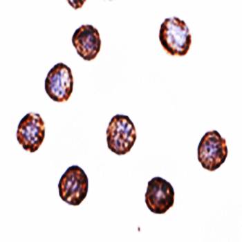 RNAse H2A Antibody