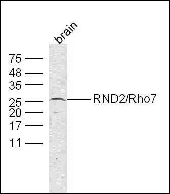 RND2 antibody