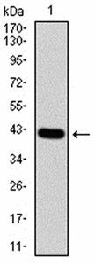 RND3 Antibody