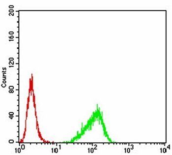 RND3 Antibody