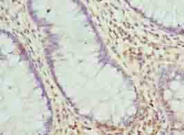 RNF10 antibody